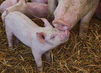 A piglet stands close to an adult pig, depicted in a warm and nurturing scene within a straw-covered pen. The piglet touches noses with the adult, suggesting a tender moment between the two. Other piglets are visible in the background, adding to the sense of a lively, farmyard setting.