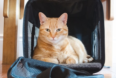 orange tabby cat on black and blue textile