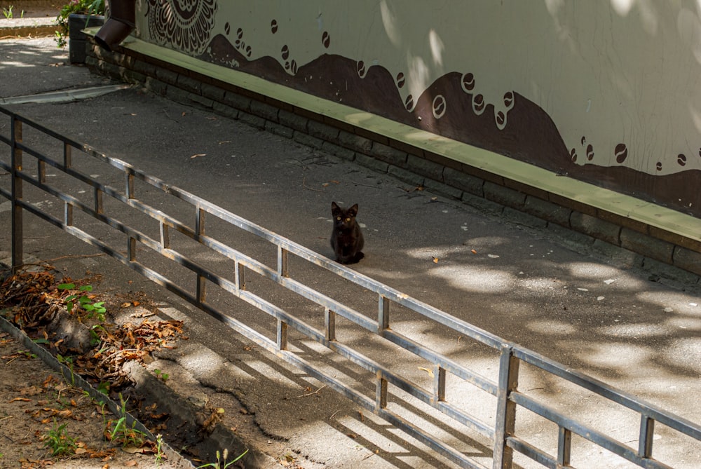 black cat on white wooden fence