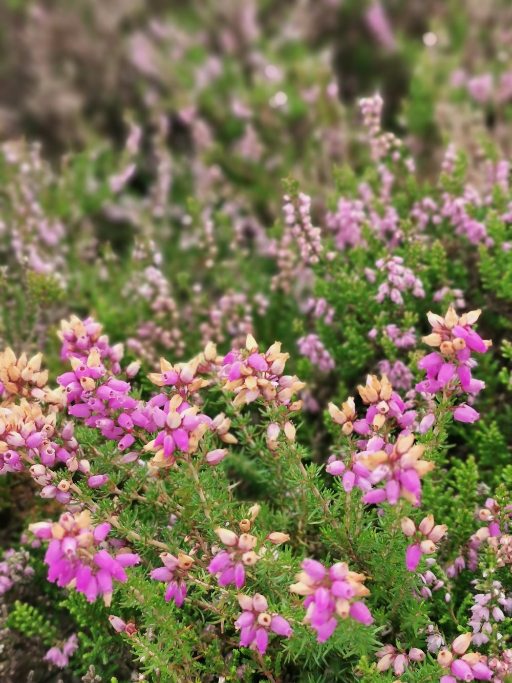 pink flowers in tilt shift lens