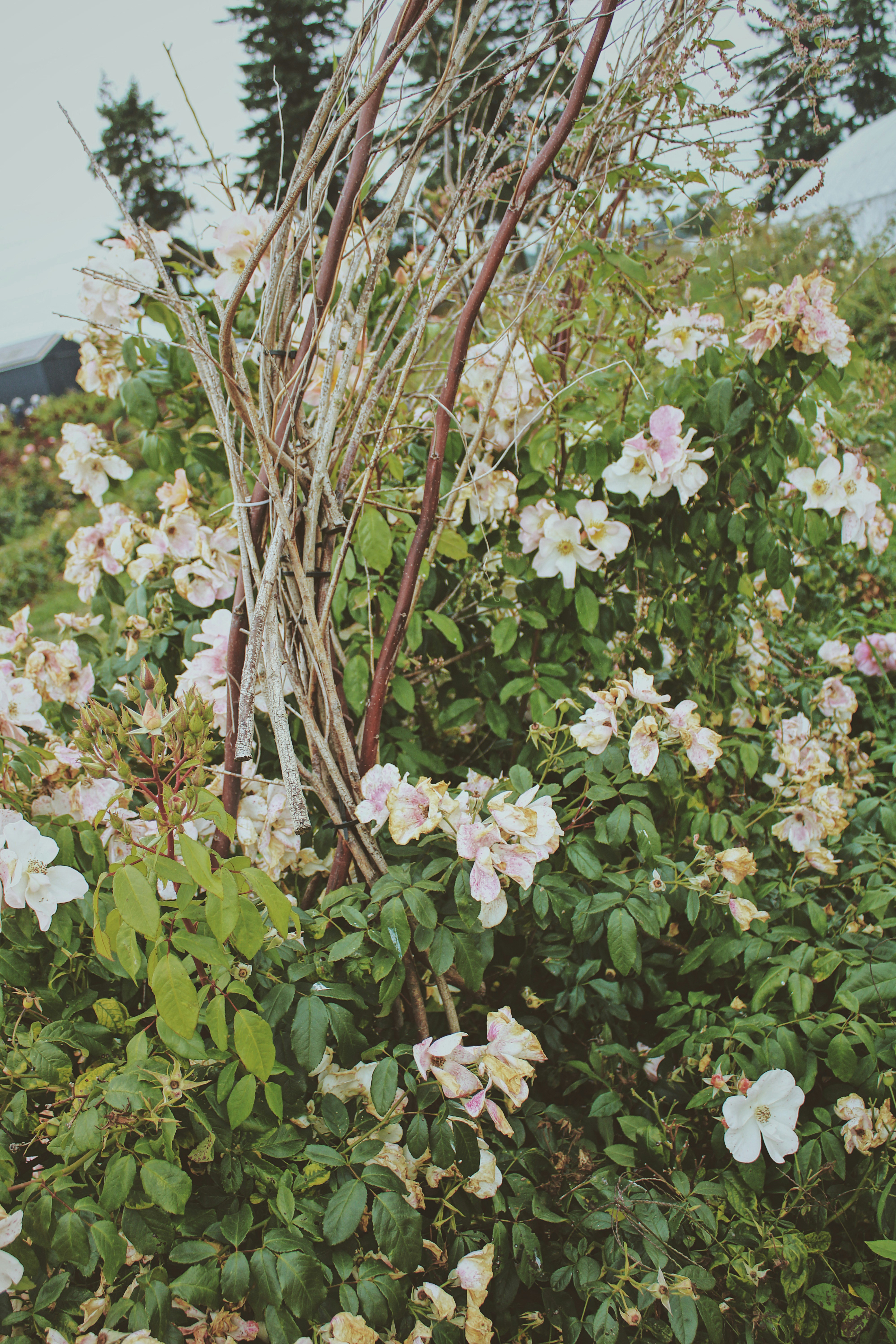 white flowers with green leaves during daytime