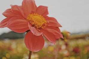A vibrant close-up of a colorful flower in full bloom