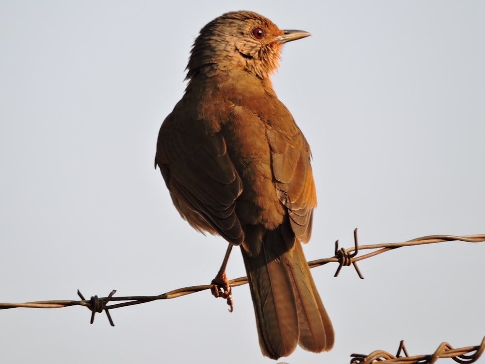 brown bird on brown tree branch