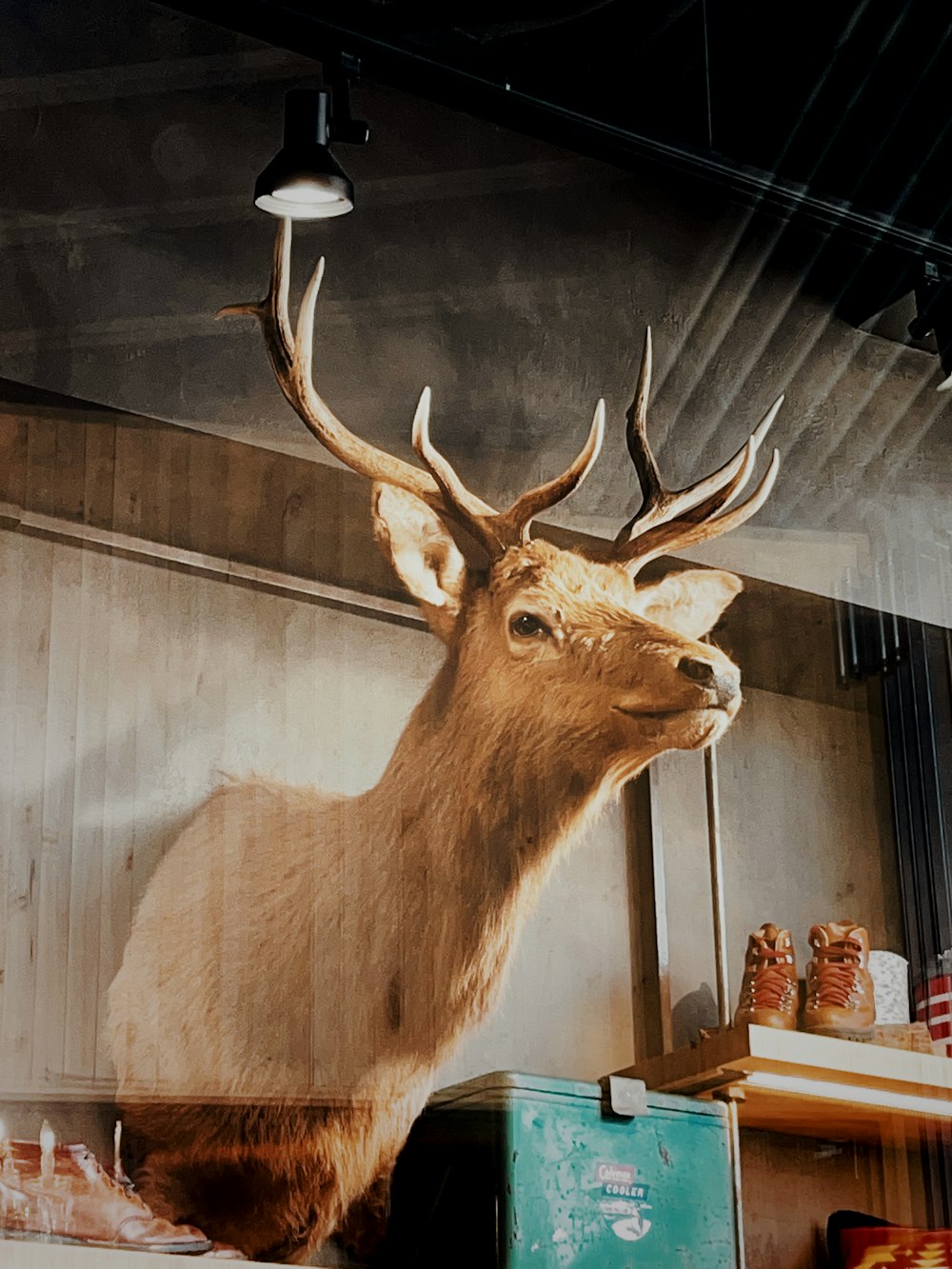 brown deer head mount on glass wall
