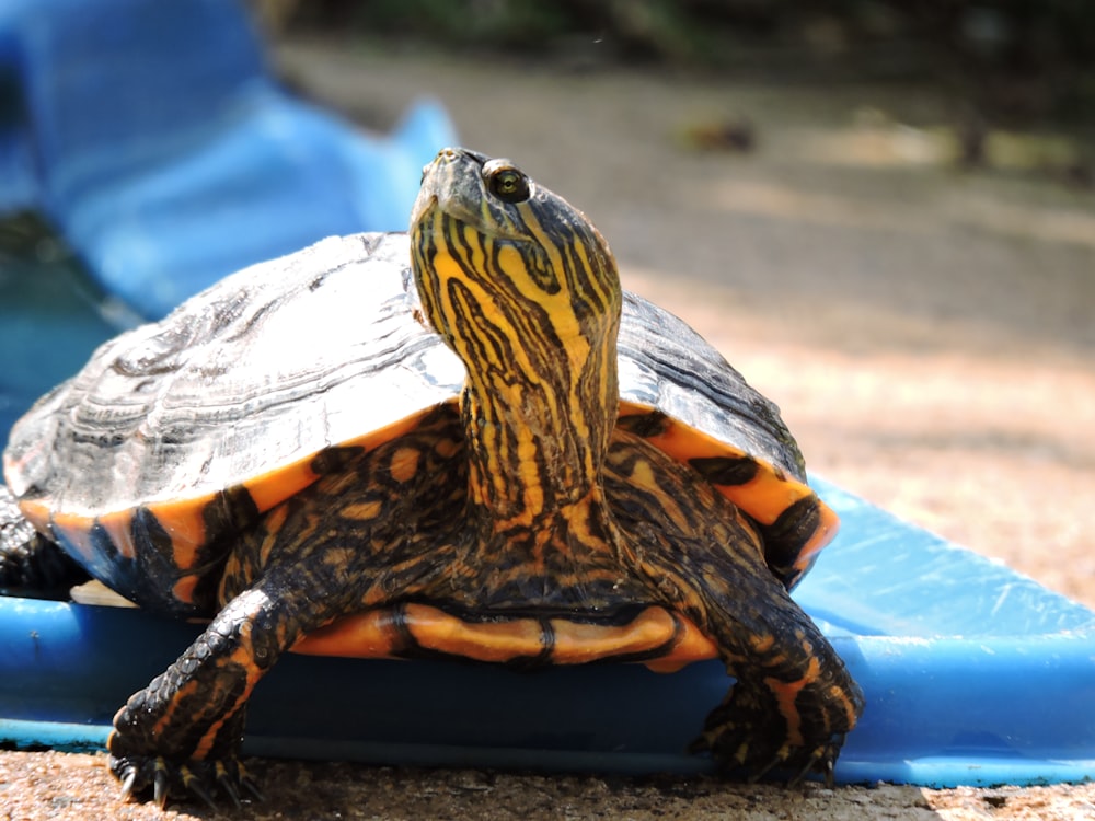 black and yellow turtle on blue textile