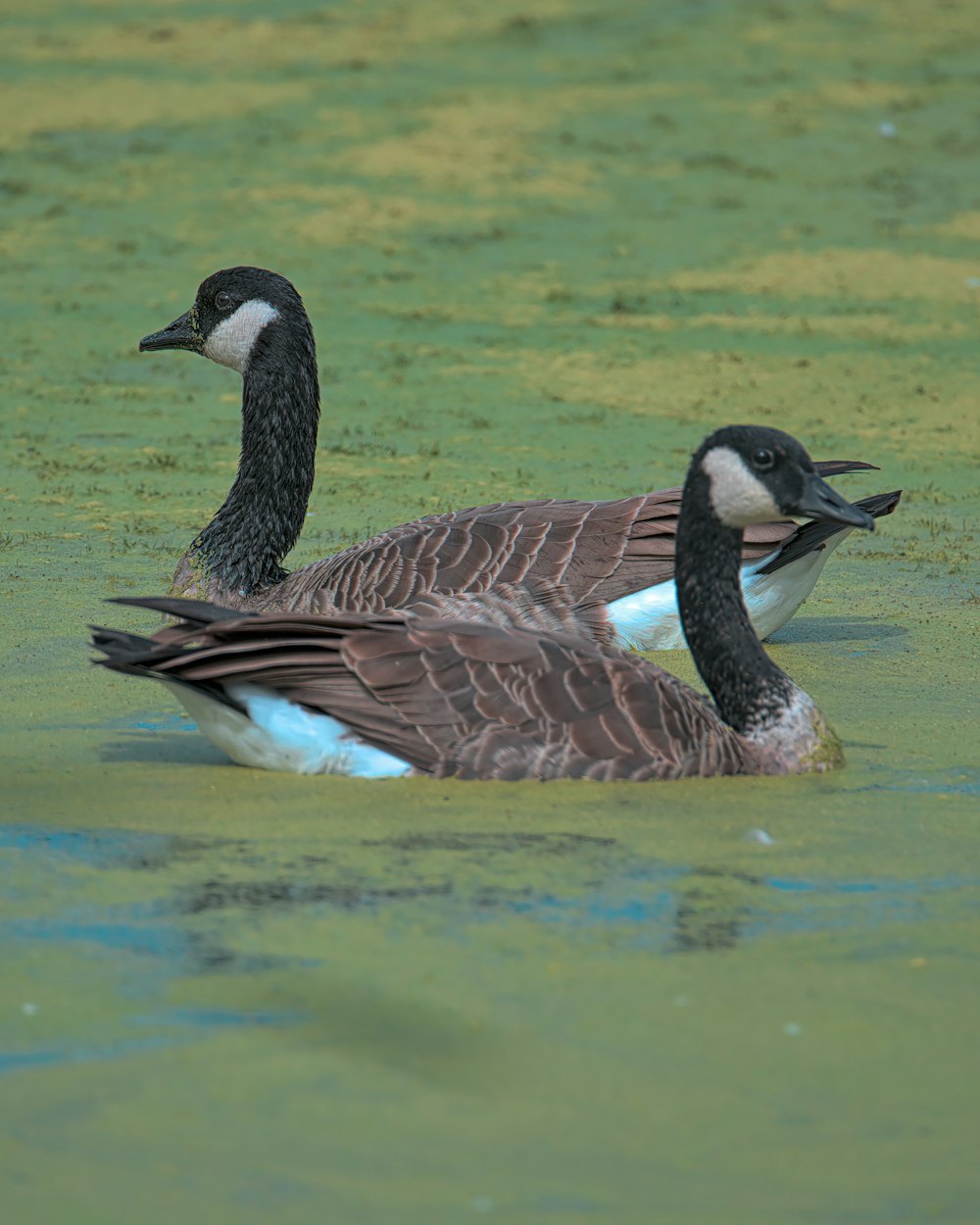 brown and black duck on water during daytime