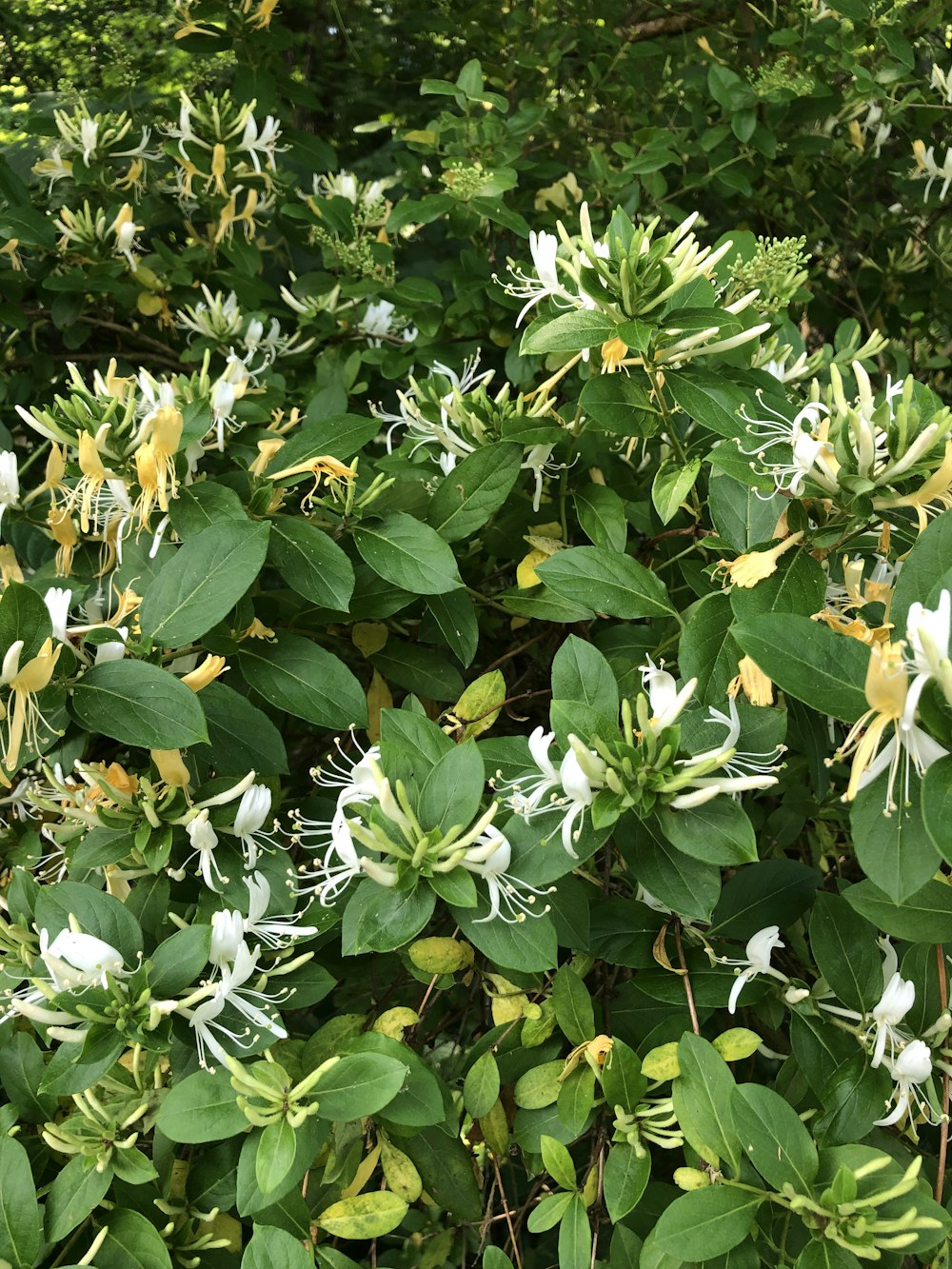 green and yellow leaves plant