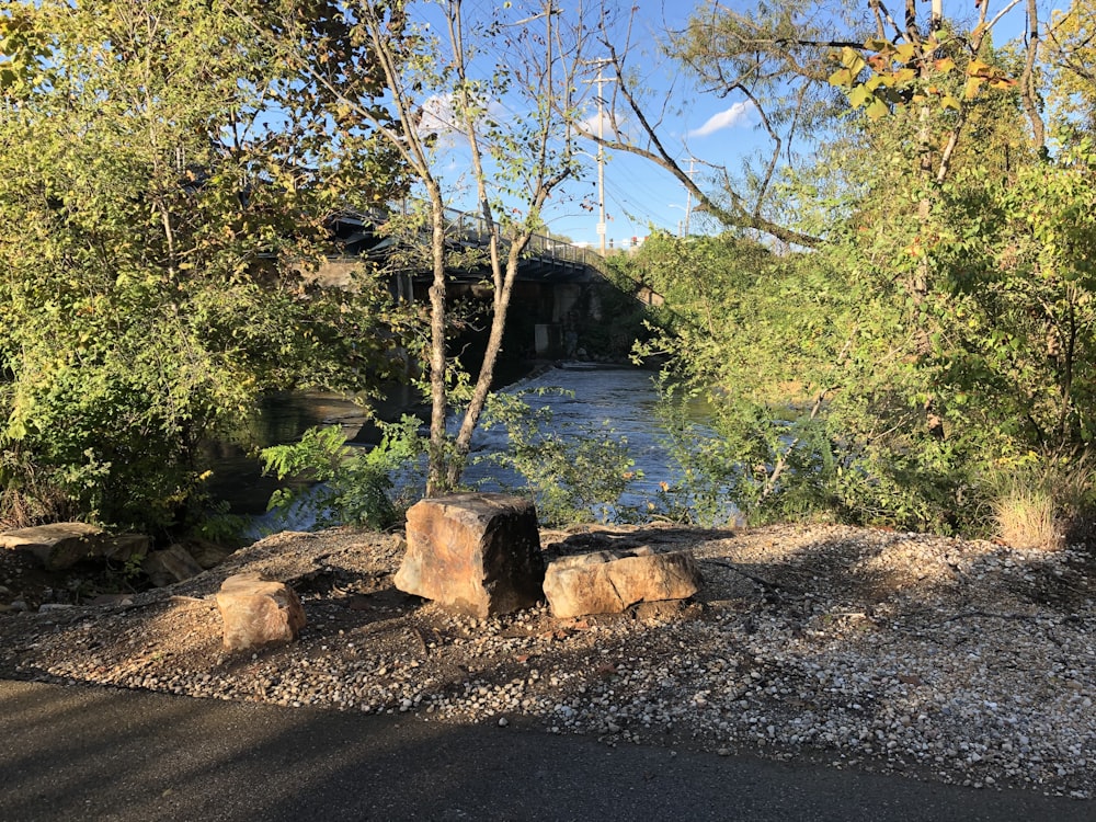 green trees beside river during daytime