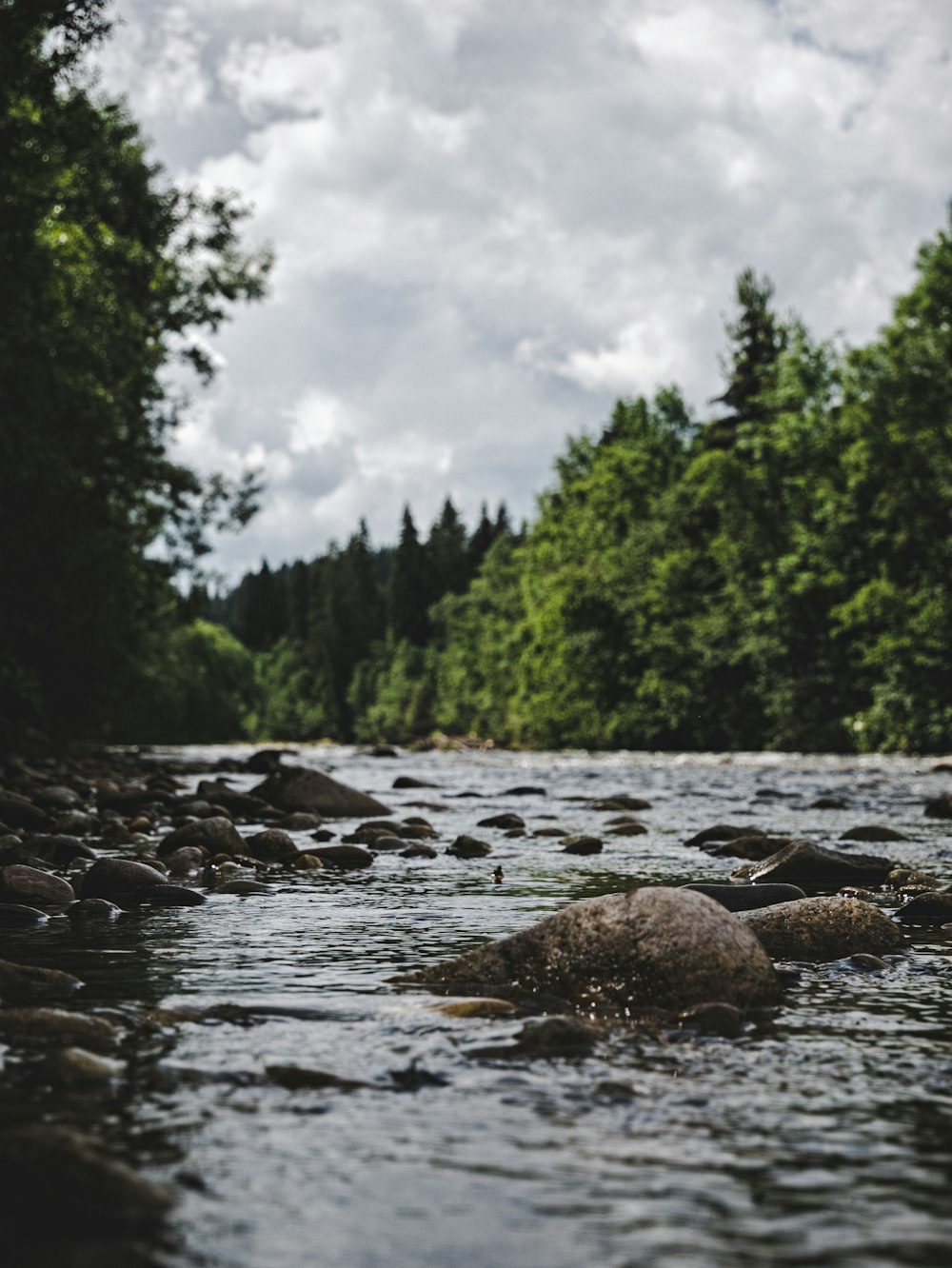 green trees beside river during daytime