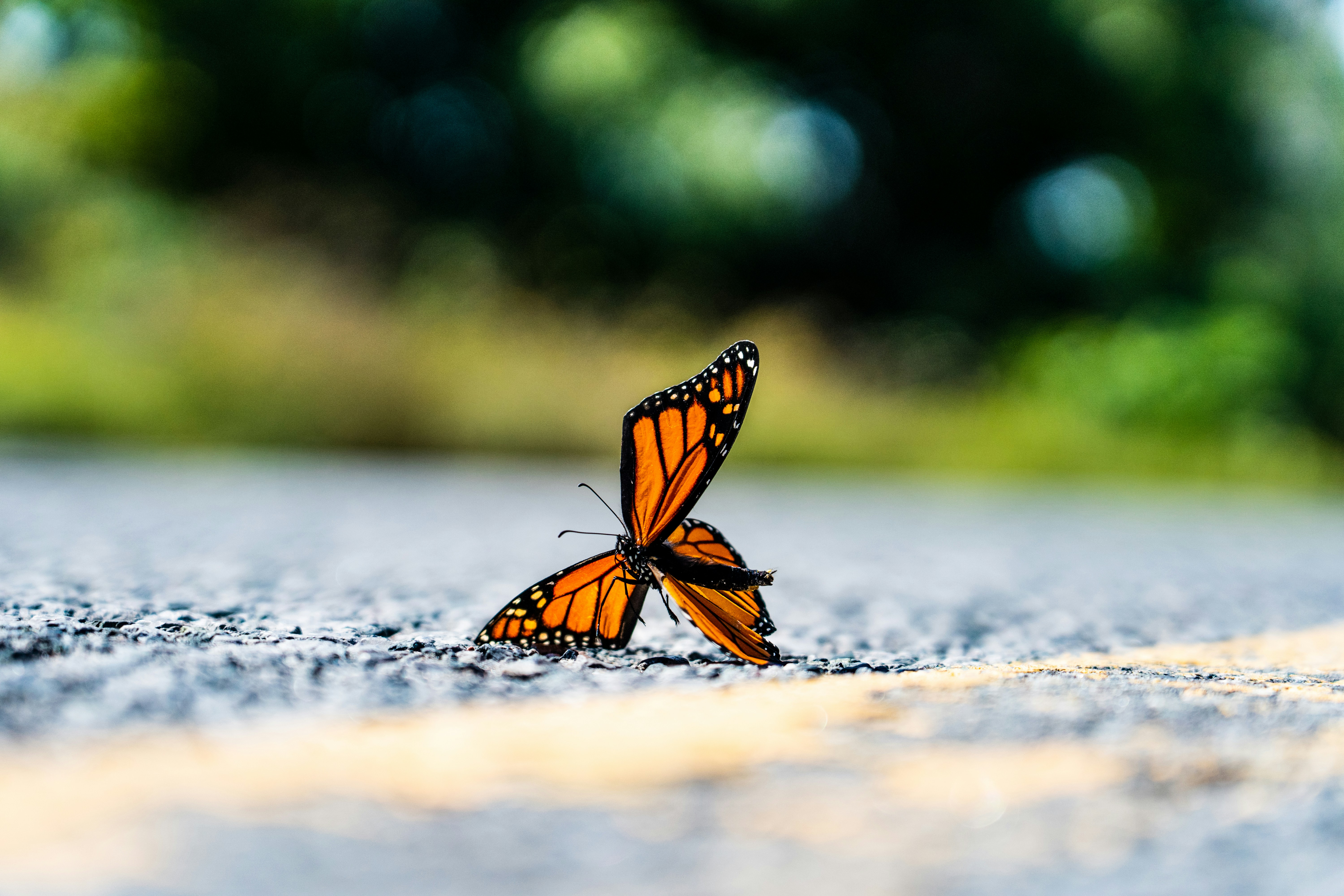 Photo by chris_robert