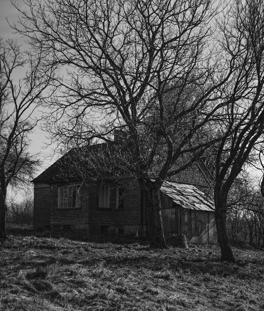 grayscale photo of bare tree near house