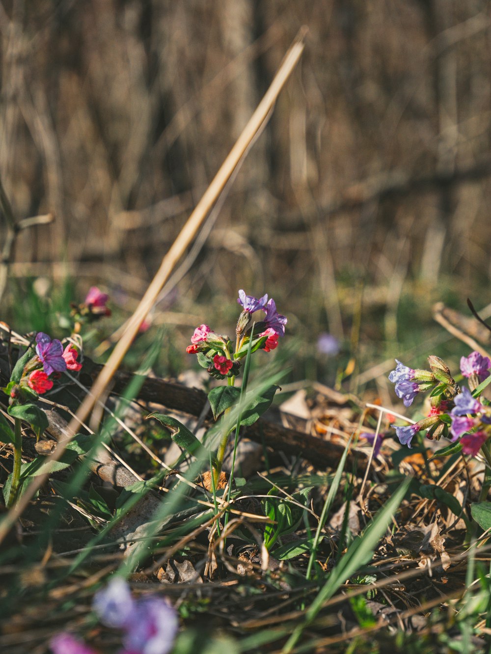 a bunch of flowers that are in the grass