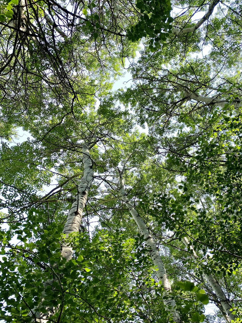 Photographie en contre-plongée d’arbres à feuilles vertes pendant la journée