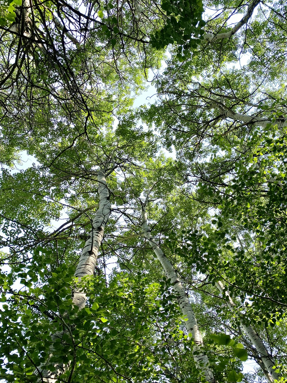 low angle photography of green leaf trees during daytime