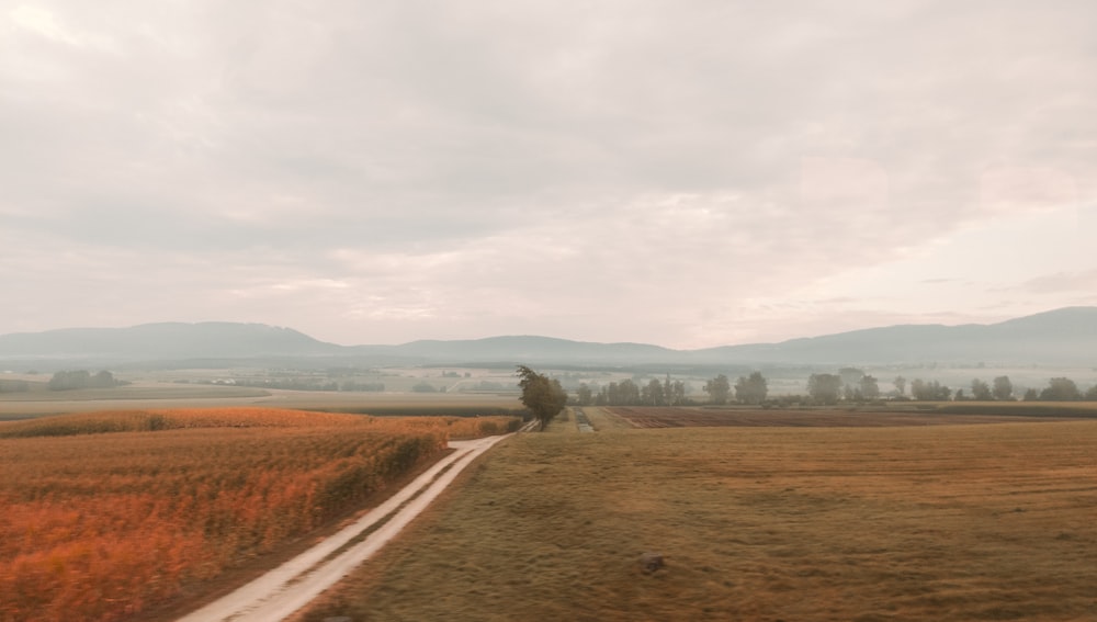 brown dirt road in the middle of brown field during daytime