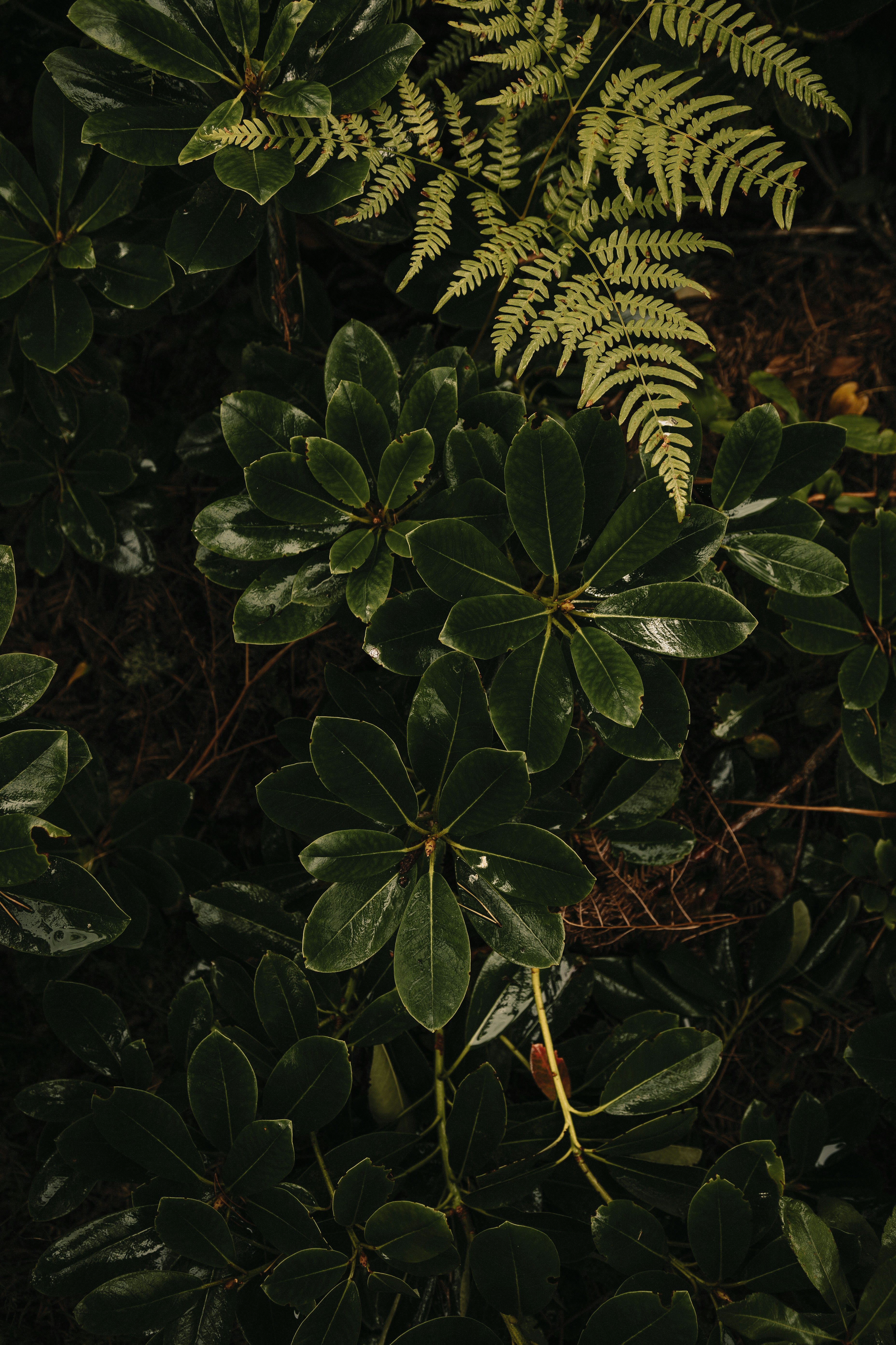白と黒の縞模様の葉を持つ緑の植物の写真 Unsplashで見つけるラトビアの無料写真