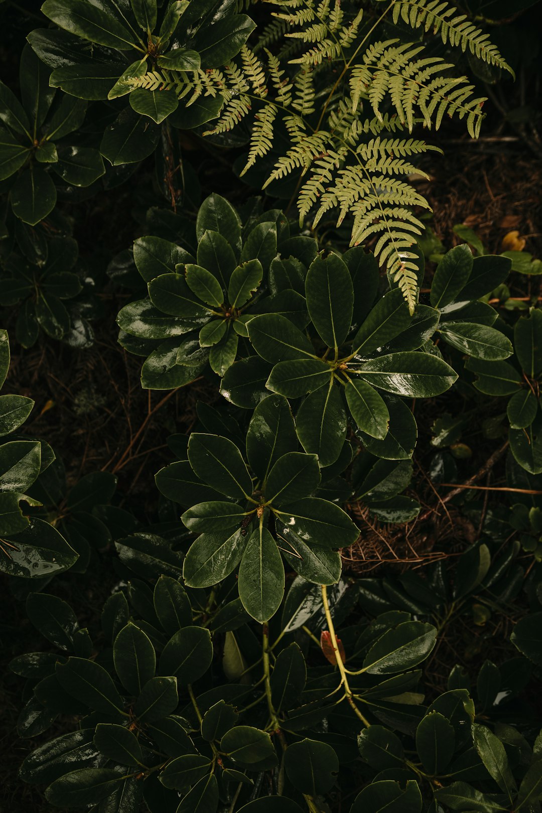 green plant with white and black stripe leaves