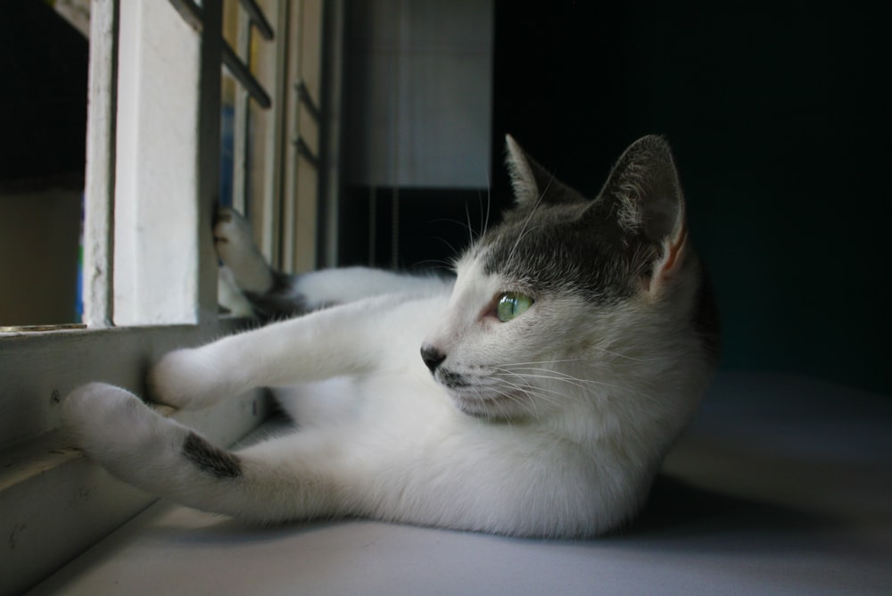 white and black cat lying on blue table