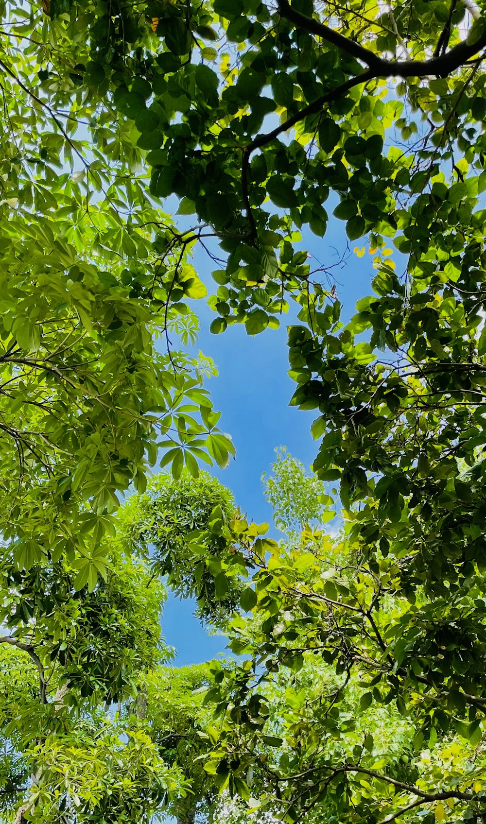 foglie verdi sotto il cielo blu durante il giorno