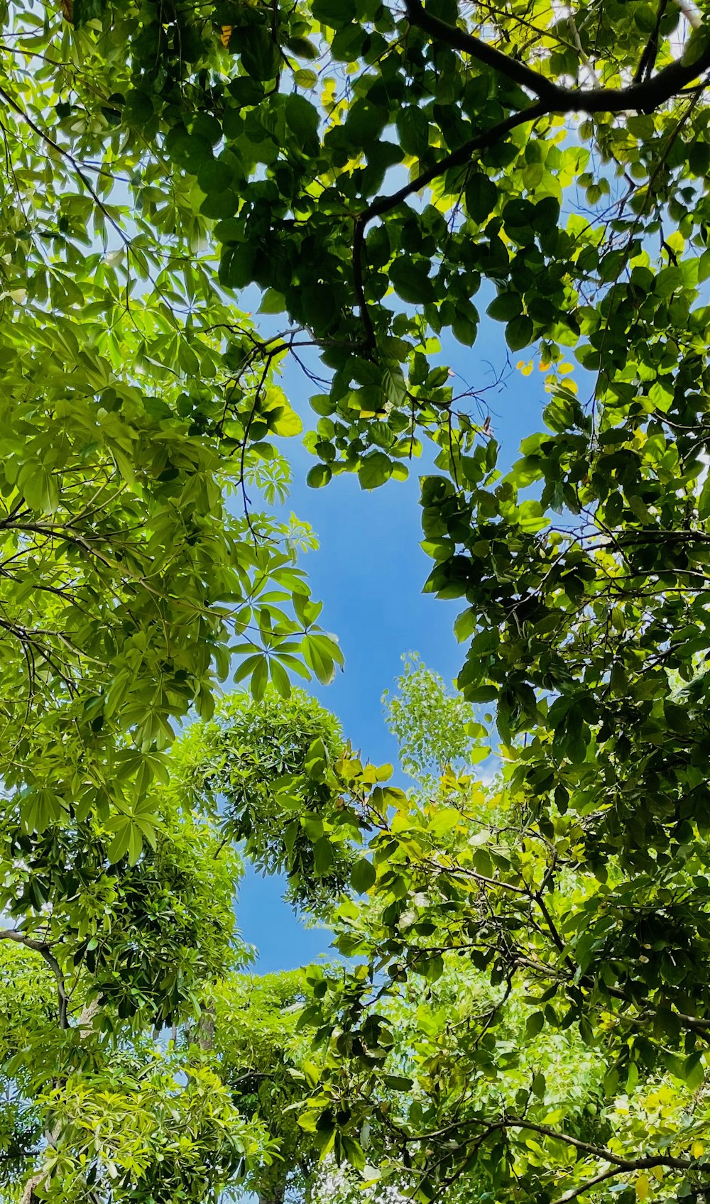 green leaves under blue sky during daytime