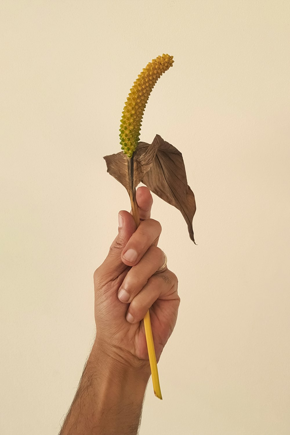 person holding yellow and green plant