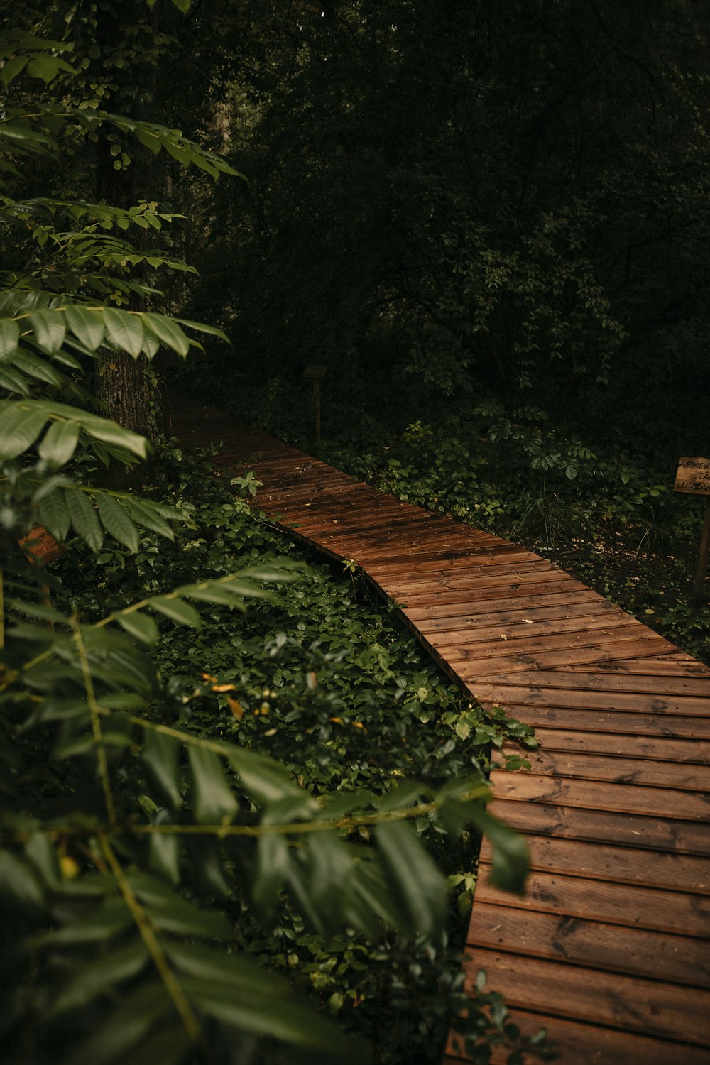 brown wooden pathway between green plants
