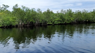 Peaceful view of Ciénaga de Mallorquín with lush greenery and water reflections.
