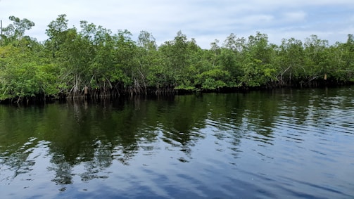 Peaceful view of Ciénaga de Mallorquín with lush greenery and water reflections.