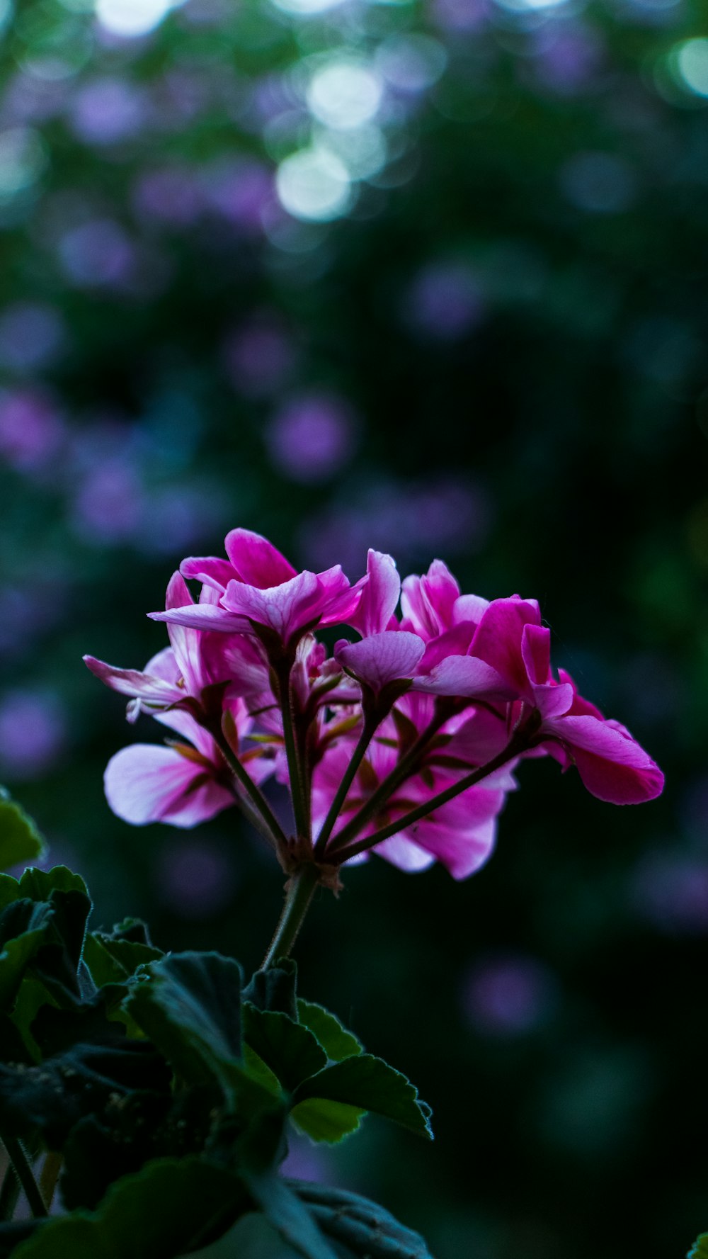 pink and white flower in tilt shift lens