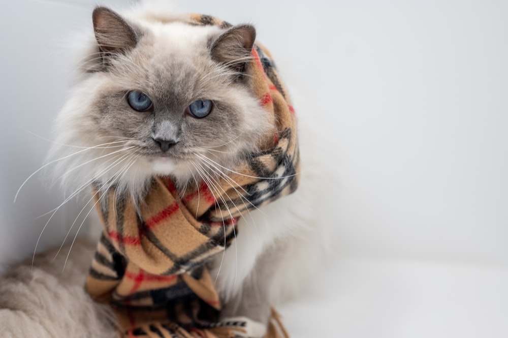 white and brown cat wearing orange and black scarf