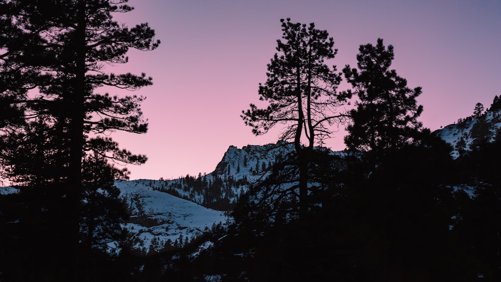 green trees on snow covered mountain during daytime