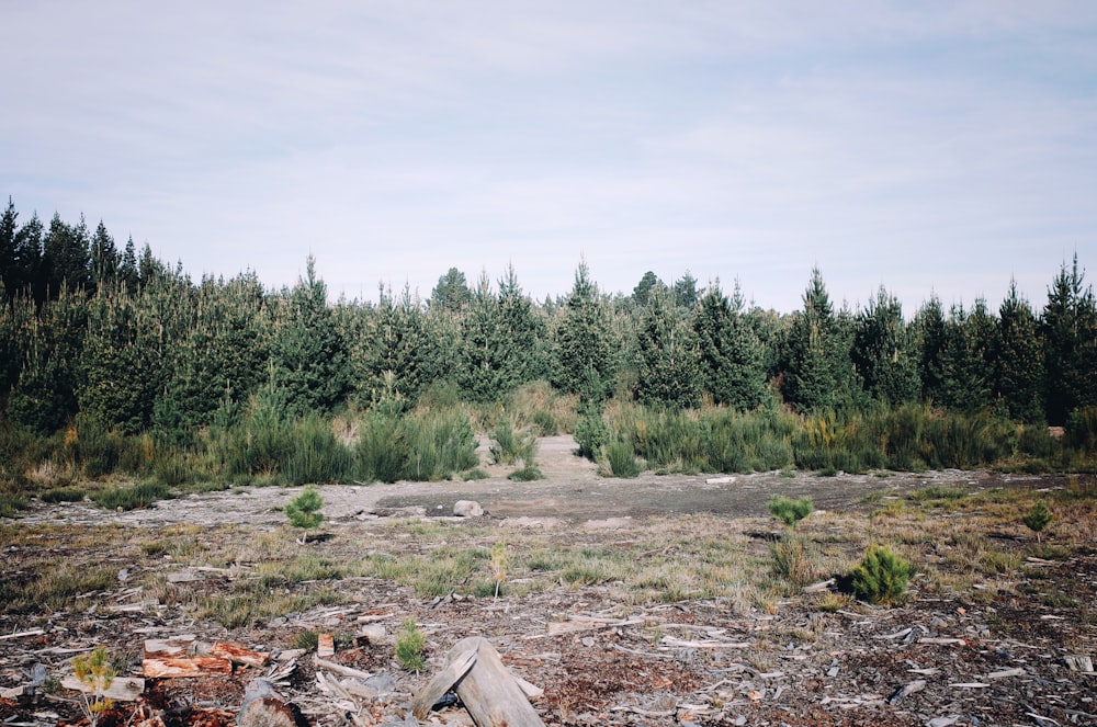 brown wooden log on brown soil near green trees under white sky during daytime