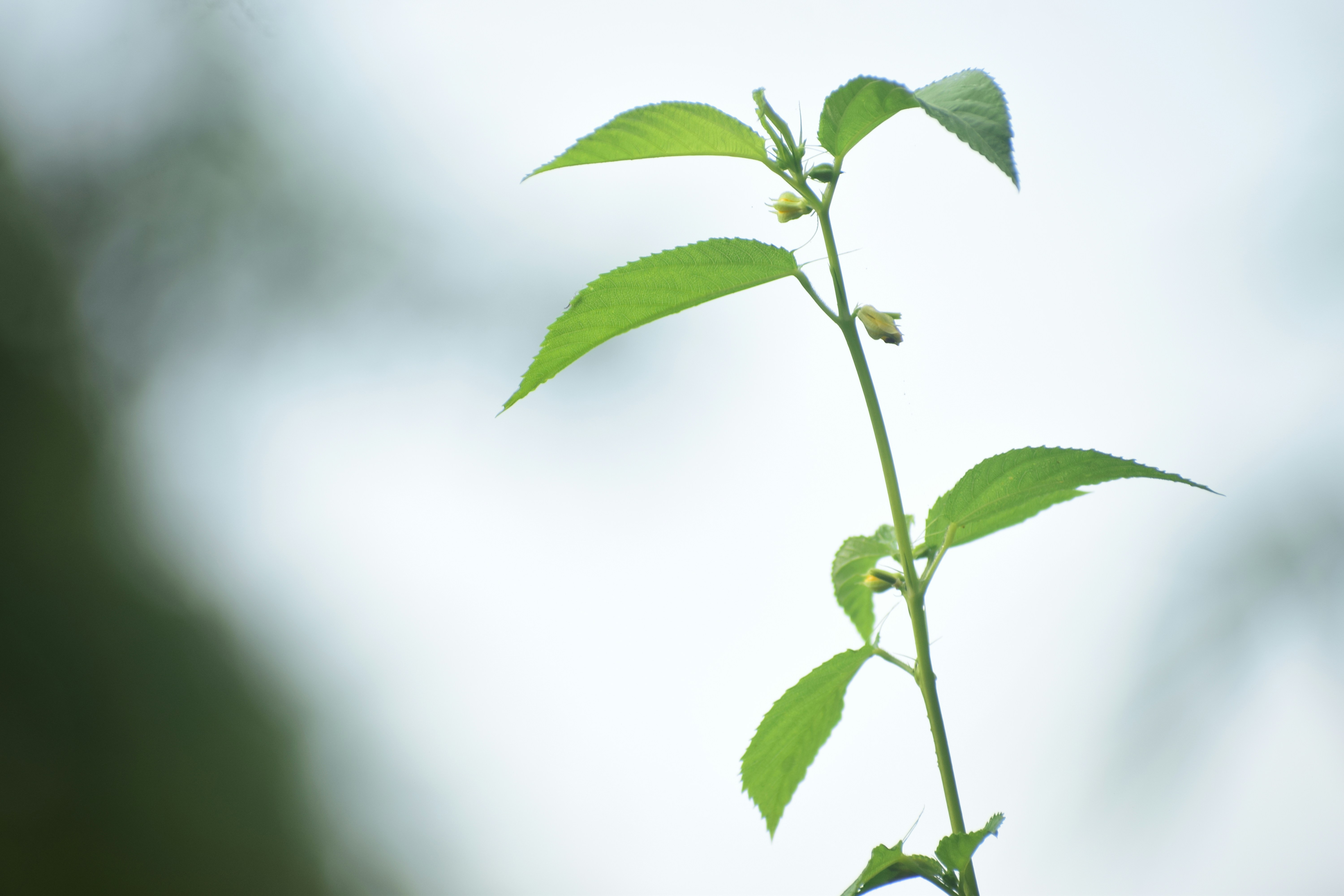 Costs For Dental Implants Rochester Minnesota