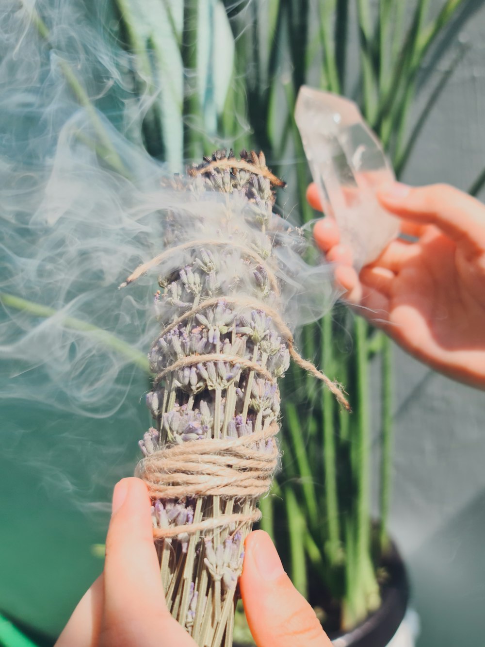 Persona sosteniendo una planta marrón y blanca