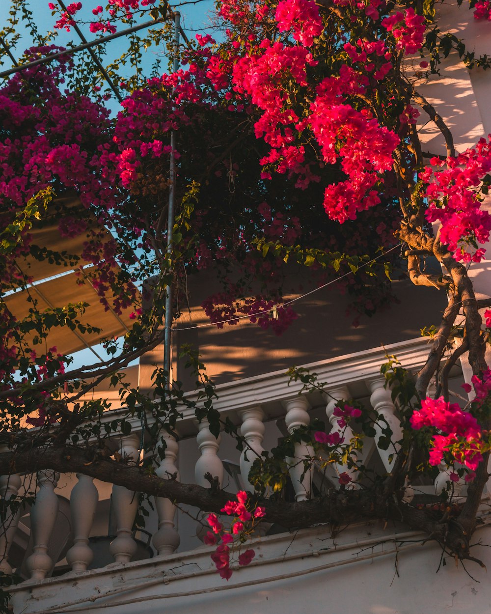 pink and white flowers on white wooden fence