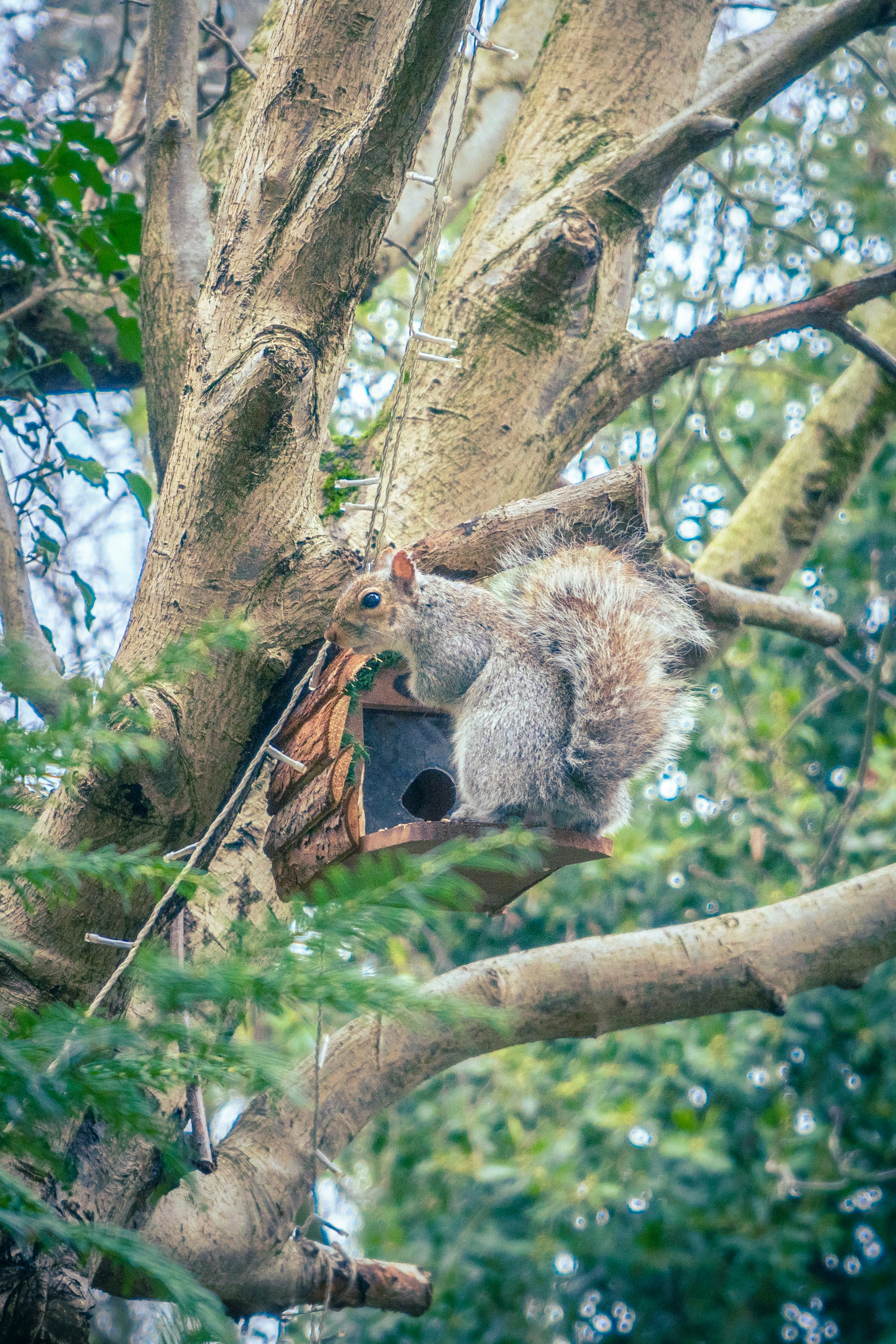 ardilla gris en la rama marrón del árbol durante el día
