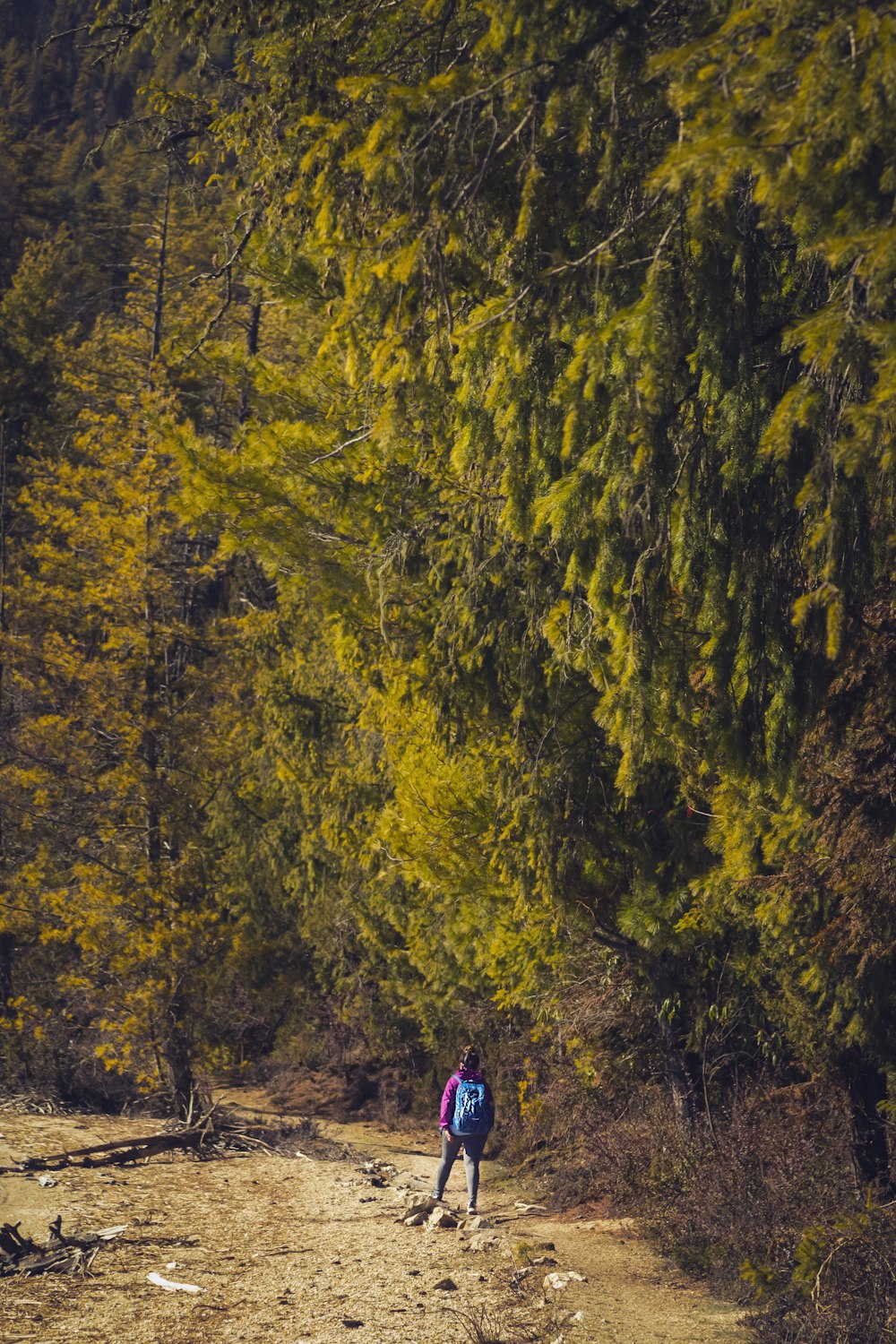 Person in blauer Jacke, die tagsüber im Wald spazieren geht