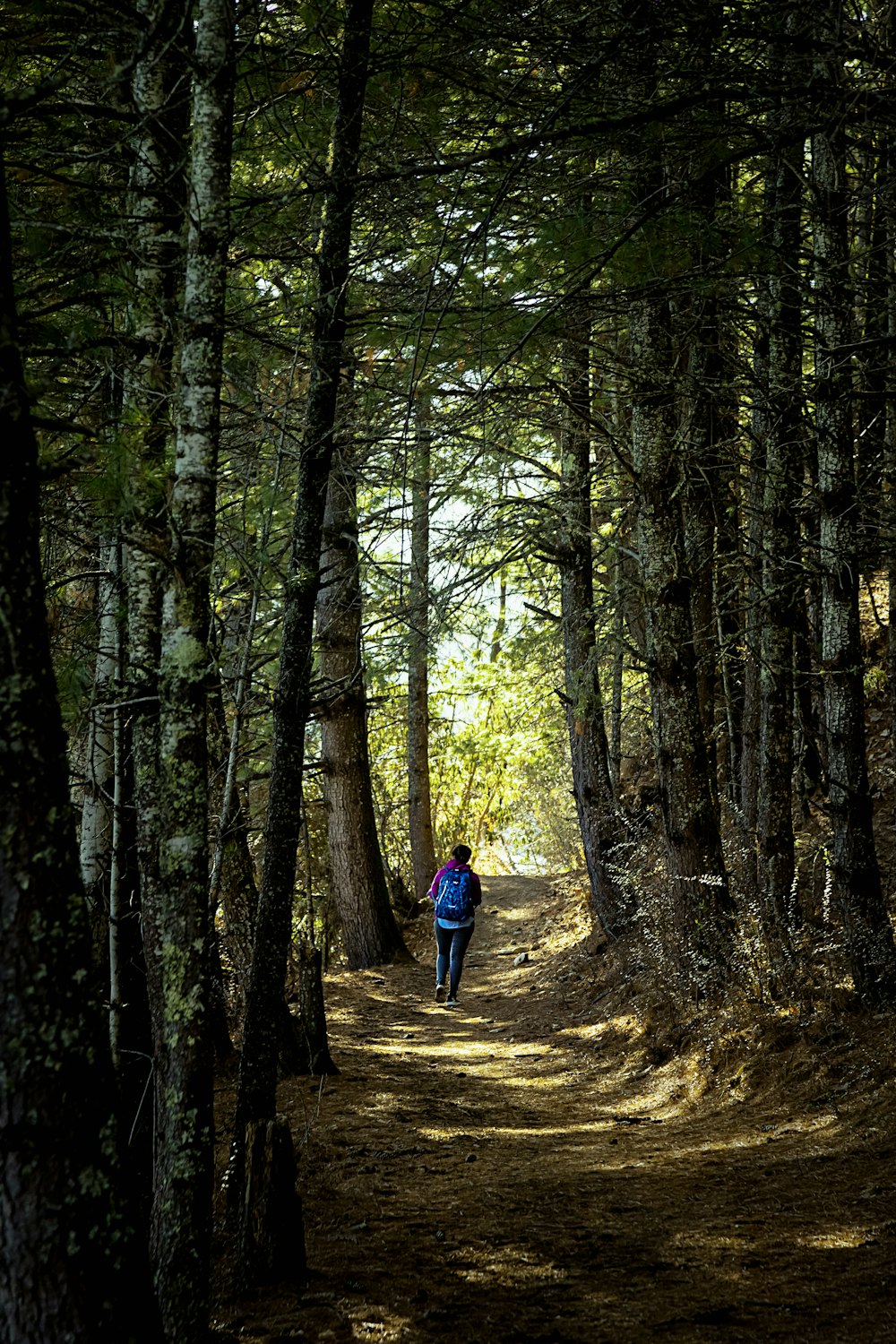 Persona con chaqueta azul caminando en el bosque durante el día