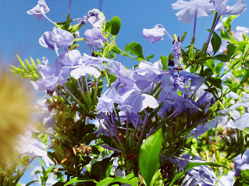 flores blancas con hojas verdes