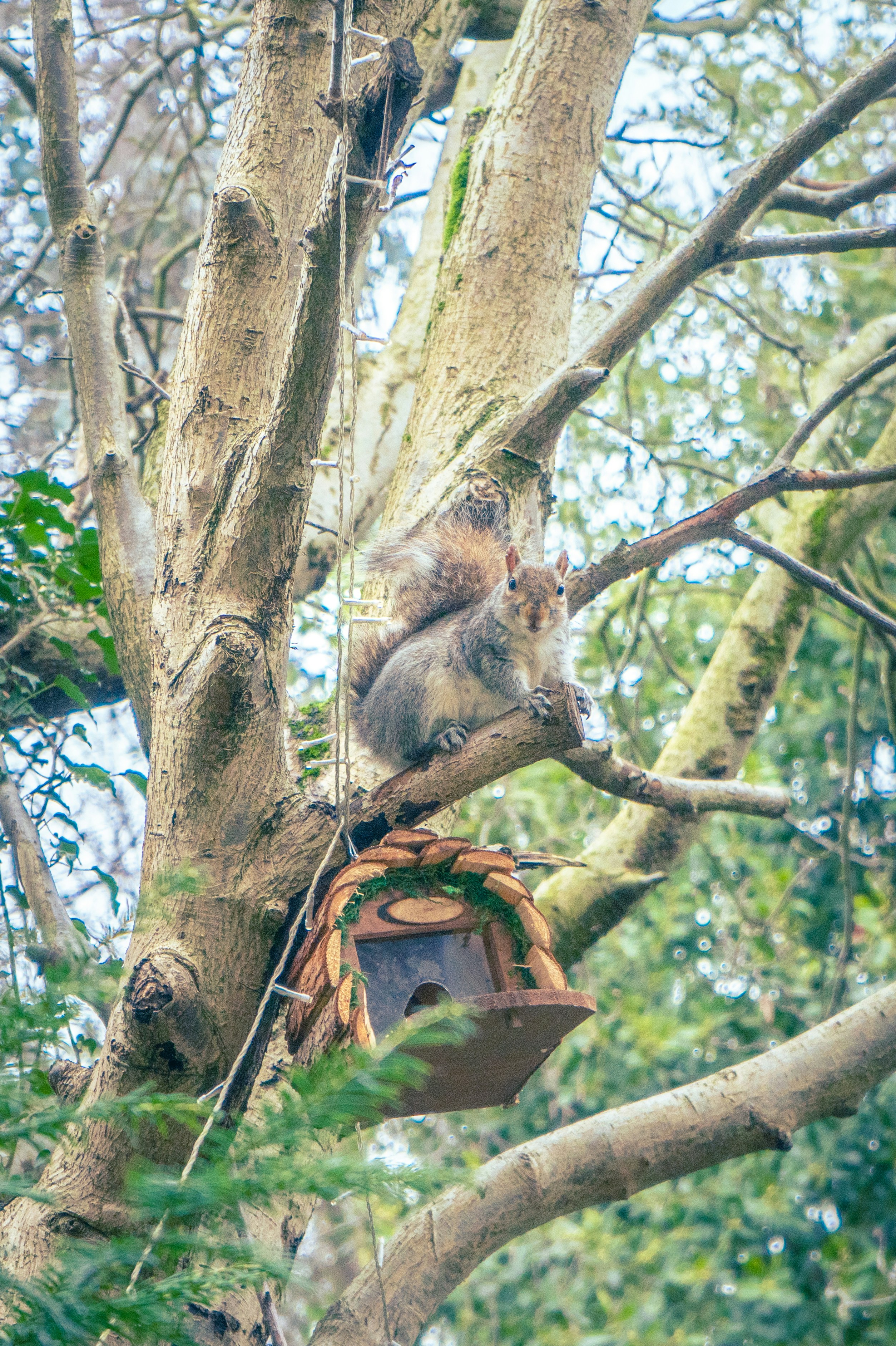 Mono marrón en la rama de un árbol marrón durante el día