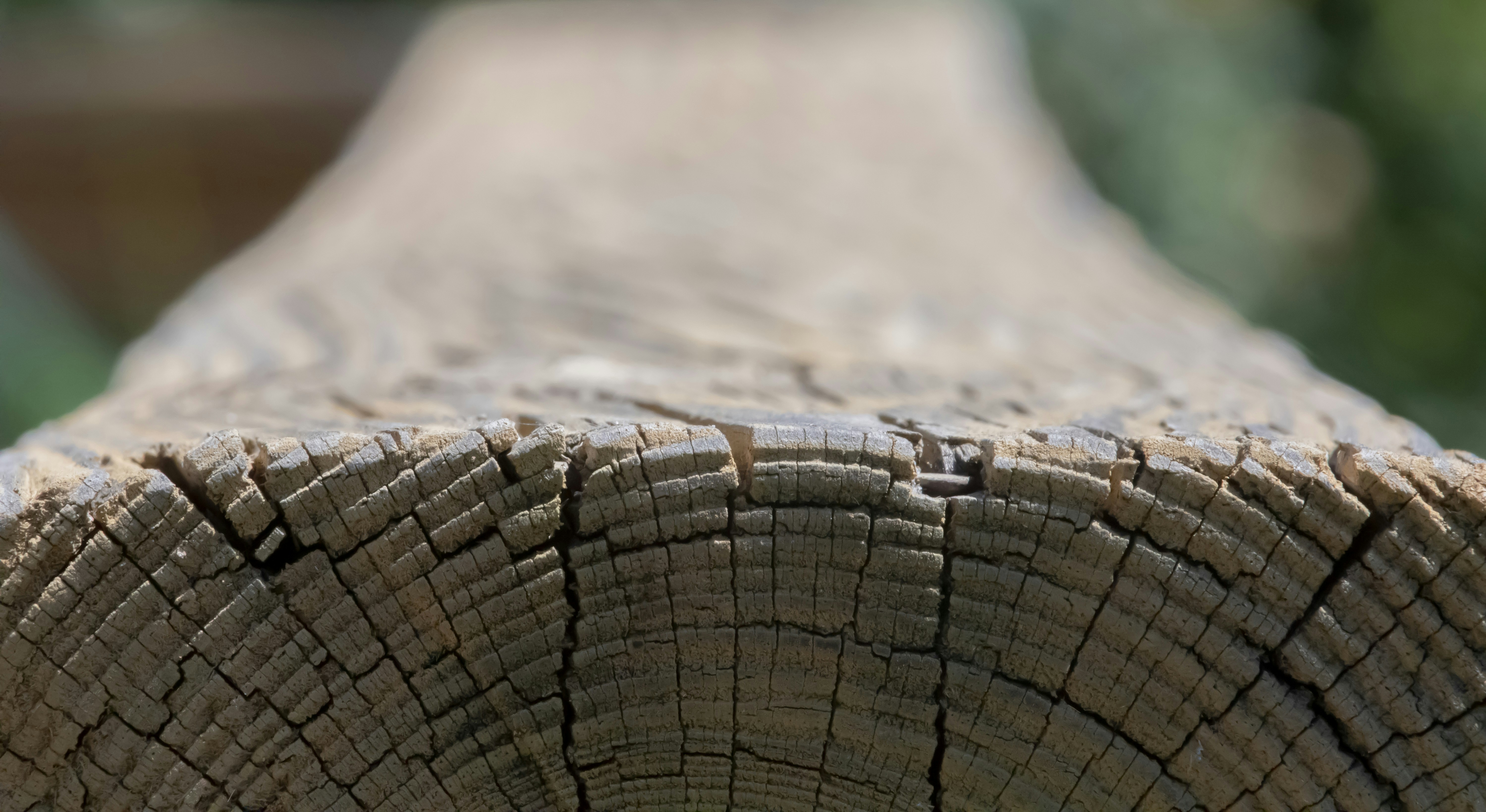 brown wooden log in close up photography