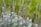 Various light green and greyish purple plants with thin stems and small leaves are densely clustered together in a natural setting. The background is a soft focus of various shades of green, indicating a lush environment.