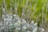 Various light green and greyish purple plants with thin stems and small leaves are densely clustered together in a natural setting. The background is a soft focus of various shades of green, indicating a lush environment.