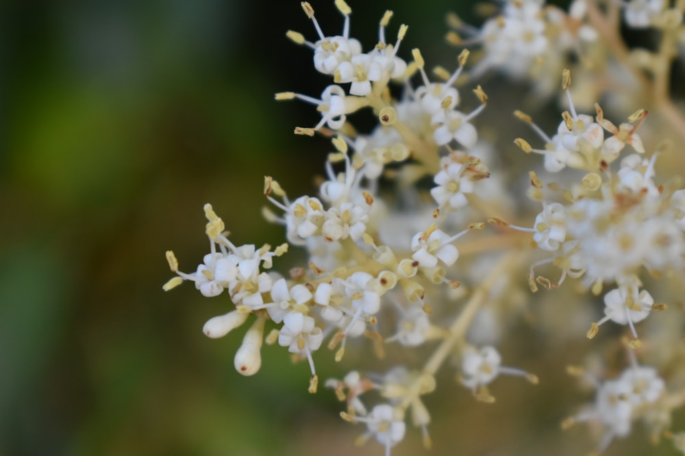 white flowers in tilt shift lens