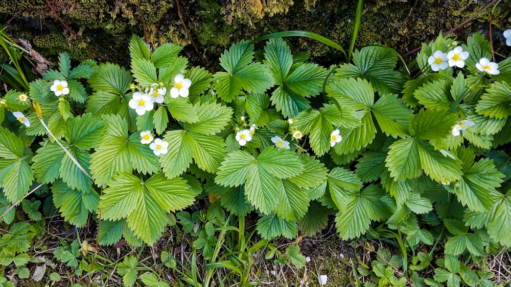 white and yellow flowers with green leaves