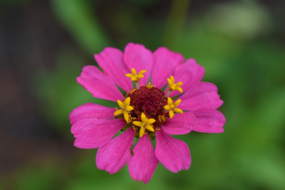 pink flower in tilt shift lens