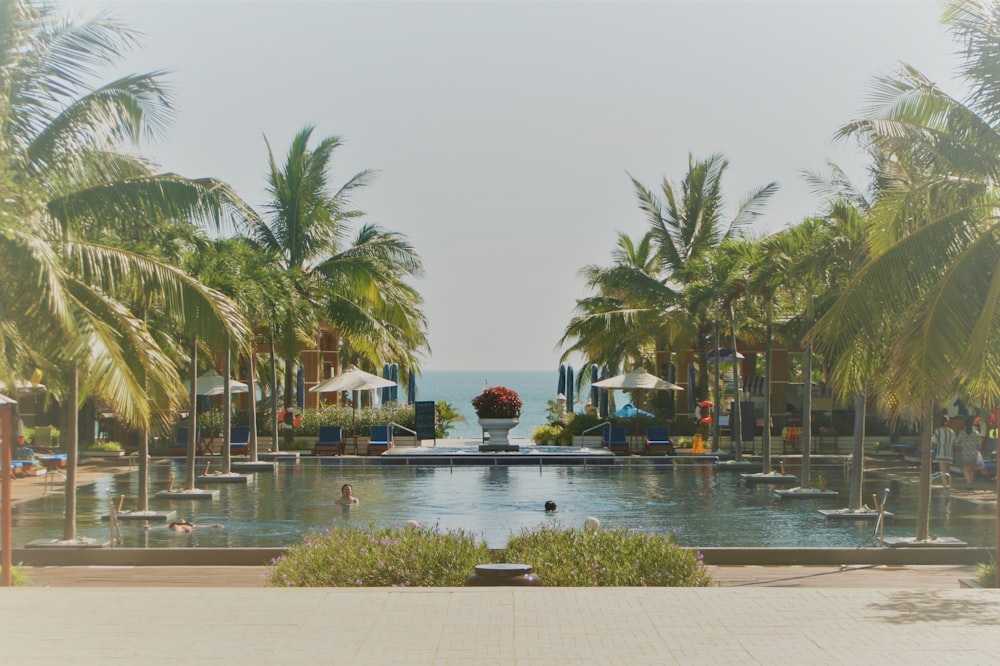 green palm trees near swimming pool during daytime