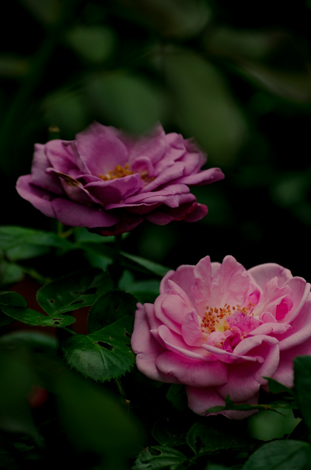 pink flower in macro shot