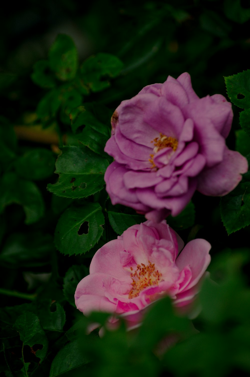 pink flower in macro shot