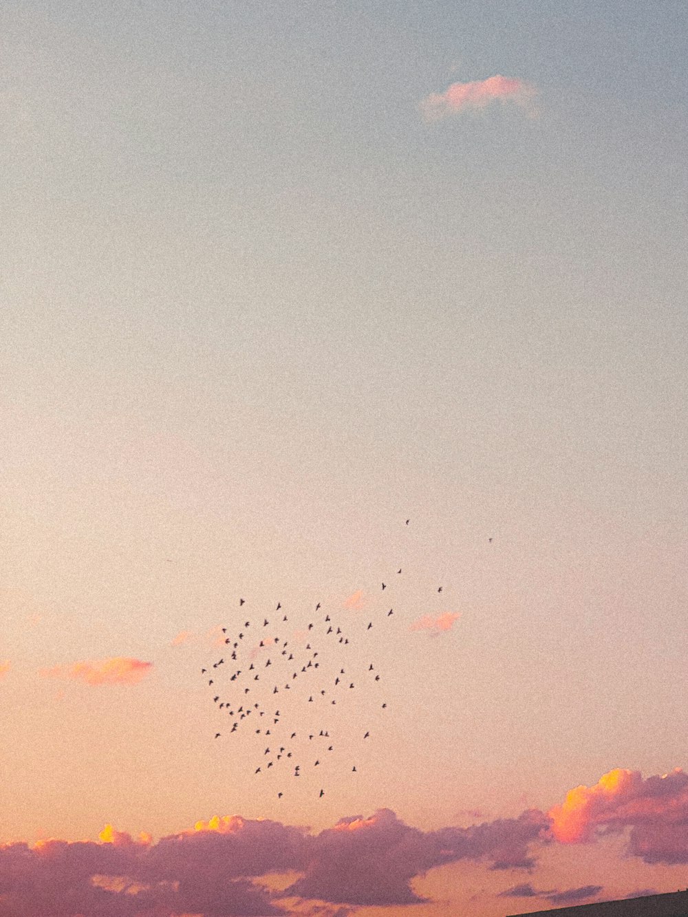 flock of birds flying over the sky during sunset